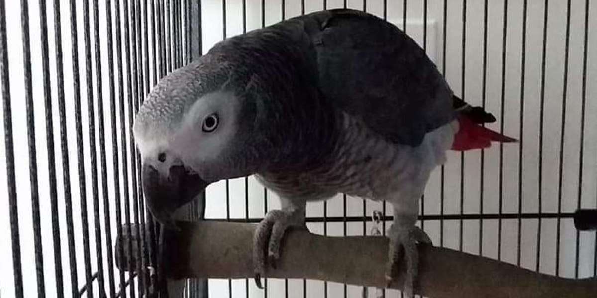 Guide To African Grey Parrot Care: The Intermediate Guide In African Grey Parrot Care