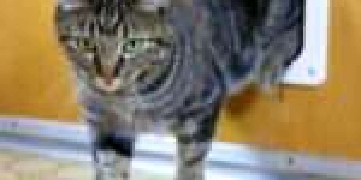 Why Everyone Is Talking About Expert Pet Door Installation Right Now